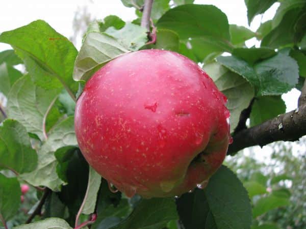 äppelträdets skönhet i Sverdlovsk