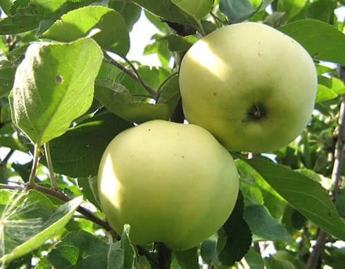 äppelträd papper