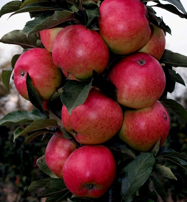 cây táo cột