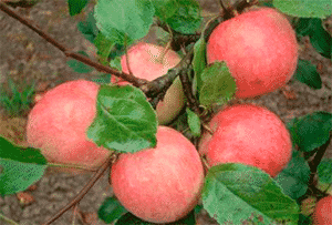 Beskrivning, egenskaper och underarter av äppelträdet Uslada, odlingens subtilitet