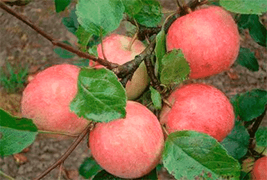 obelų malonumas