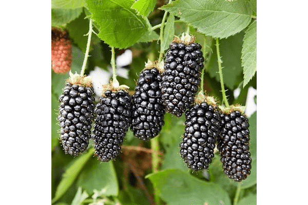 blackberry karaka negro
