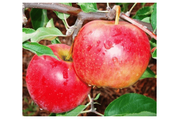 Apfelbaum Decosta