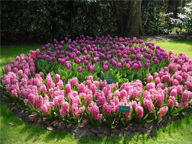 ako krásne zasadiť tulipány Design
