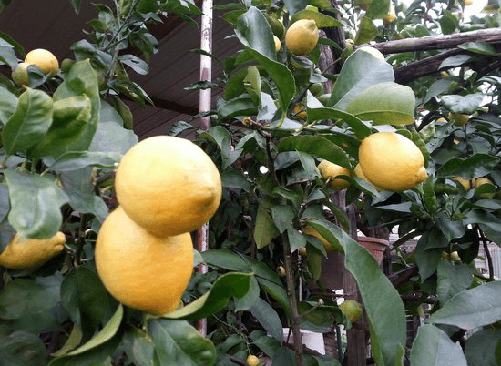 mejerio citrina