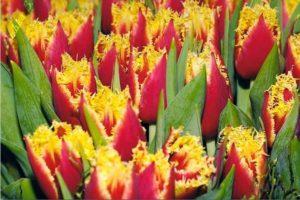 Opis skorých a neskorých odrôd dvojitých tulipánov, výsadba a starostlivosť o rastliny