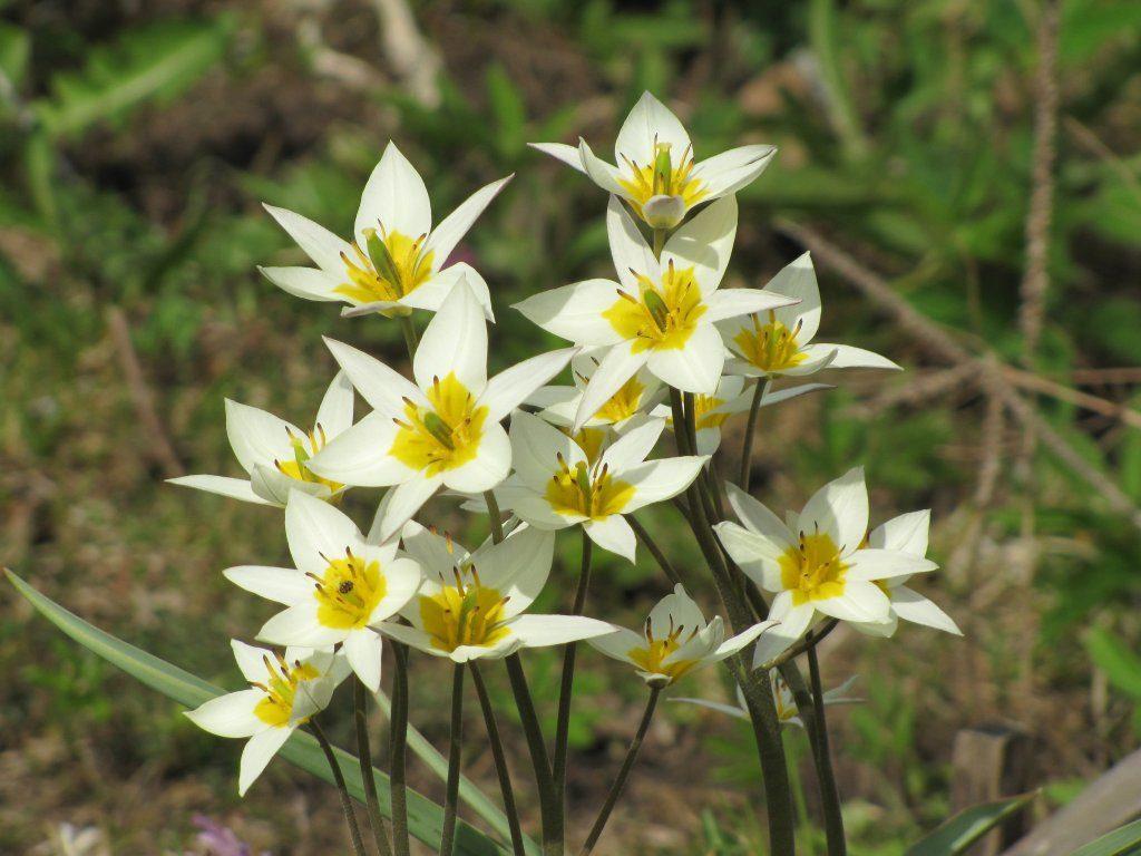 Botanical Hoa Tulip: Mô Tả Giống, Cách Trồng Và Chăm Sóc Bằng Ảnh