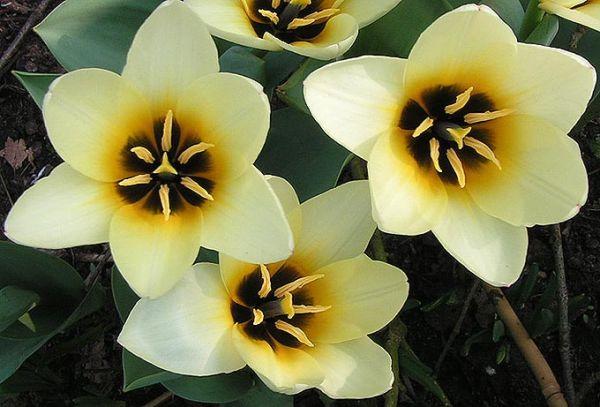 botanische Tulpen spitz