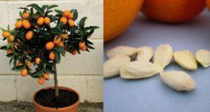 Sodina, augina ir prižiūri apelsiną namuose