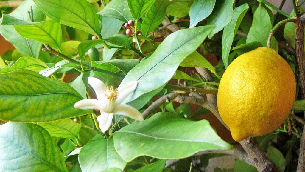 a citrom nem virágzik