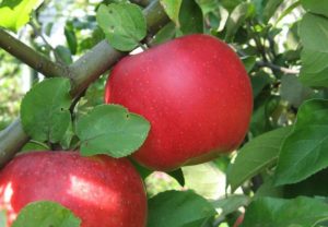 Popis a charakteristika jabloní Auxis, výsadba, pěstování a péče