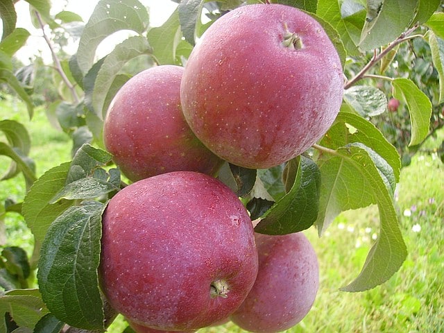 јабука алесиа