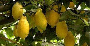 Beschrijving van Lunario-citroen en kenmerken van thuiszorg
