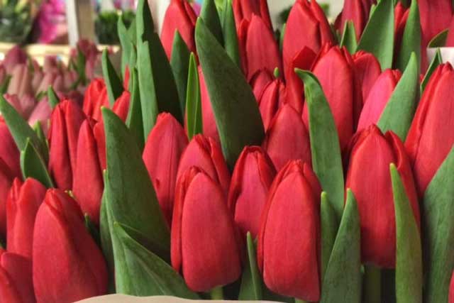 tulipánový triumf oscar