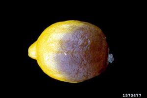 A citrusbetegségek és kártevők okai és az ellenőrző intézkedések