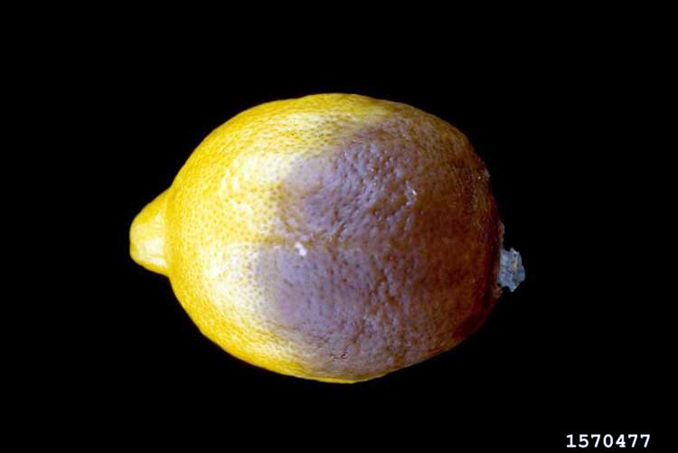 Neskorá pleseň citrusov