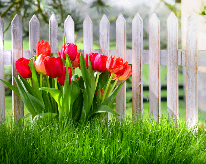 presádzanie tulipánov