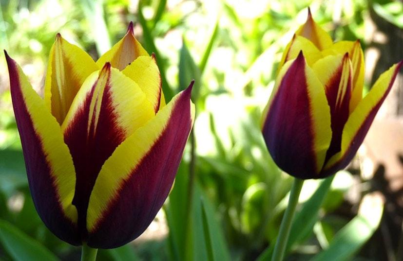 krásny tulipán