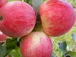 Opis a charakteristika odrody jabĺk Orlovim, výsadba, pestovanie a starostlivosť