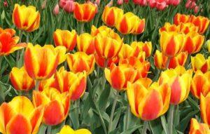 Opis a vlastnosti odrody tulipánov Apeldoorn, výsadba a pestovanie