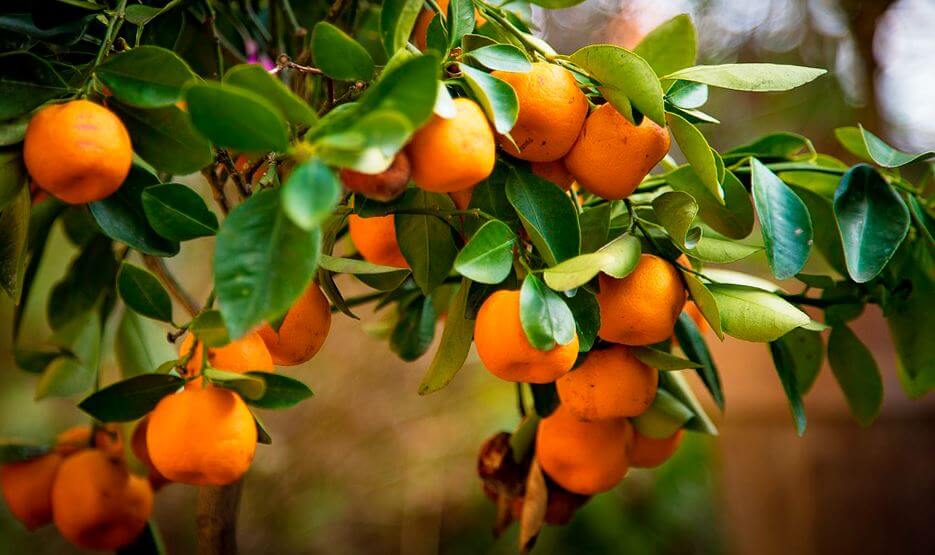 roste pomeranč