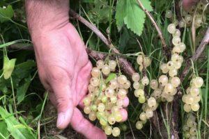 Beskrivning av de bästa sorterna av vinbär, plantering, odling och skötsel