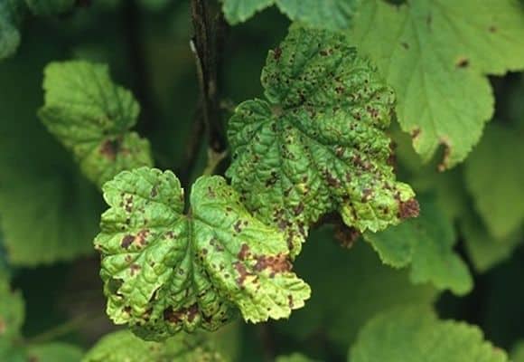 Cassis anthracnose