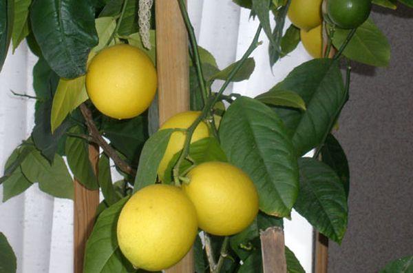 meyers citron