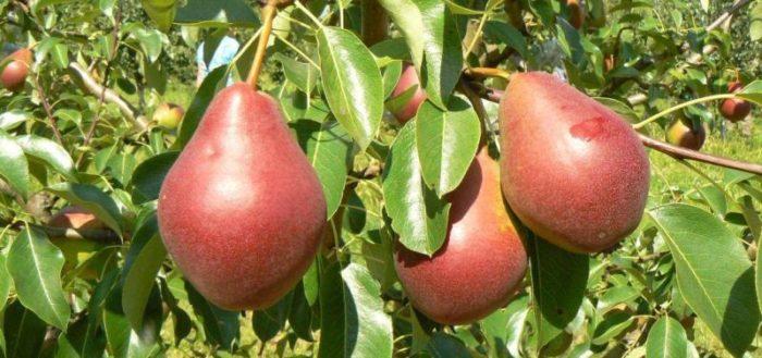 fancy pear efimova