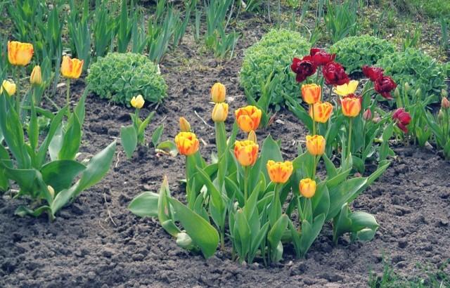 spracovanie tulipánov
