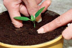 Jak můžete doma pěstovat kamennou švestku?