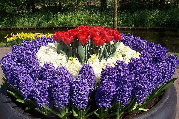 ako krásne zasadiť tulipány Design