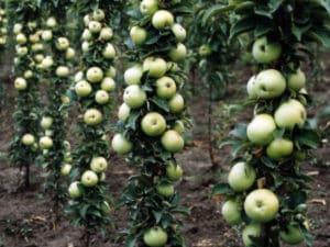 Stulpelio Malukha obuolių veislės aprašymas ir savybės, sodinimas ir priežiūra