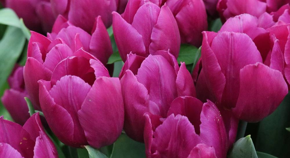 propagation of tulips