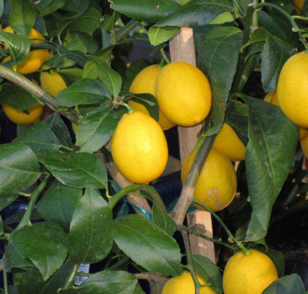 meyers citron