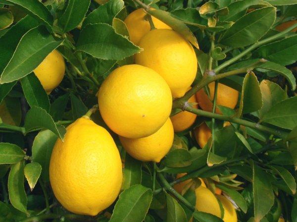 meyerova citrón