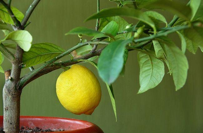 a citrom nem virágzik