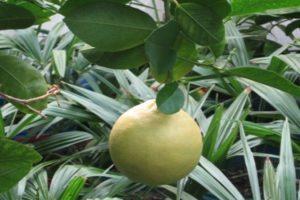 Panderoza citrona un mājas kopšanas apraksts