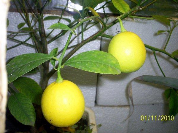 meyerova citrón