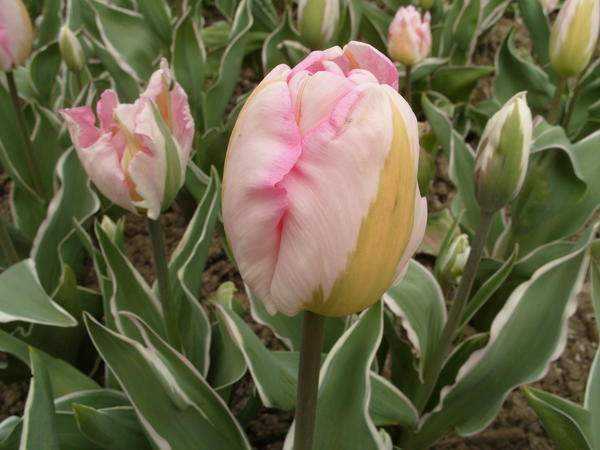 tulipánový triumf Vandeful