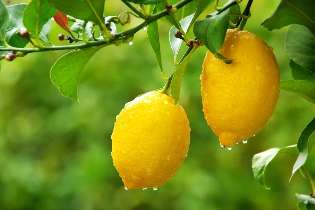 citrom lunario