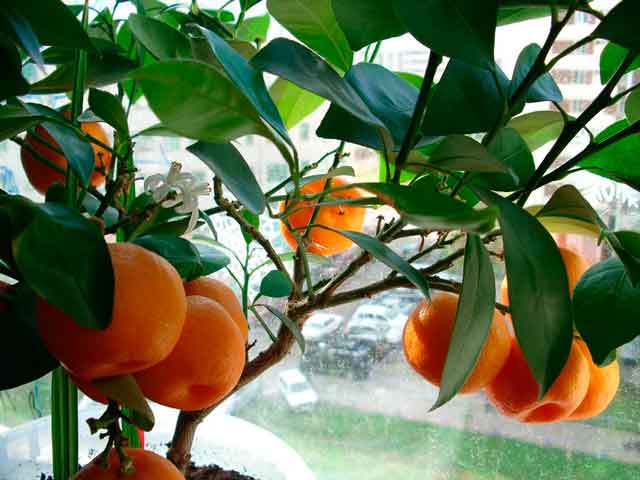 mandarijn unshiu