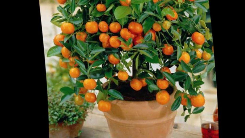 roste pomeranč