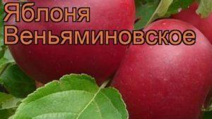 Egenskaper och beskrivning av äpplesorten Venyaminovskoye, plantering och skötsel