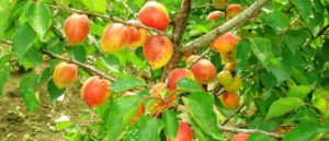 Beskrivning och egenskaper hos aprikosvariet Akademik, plantering, odling och skötsel