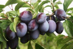 Kodėl slyva gali neduoti vaisių ir ką daryti, kaip priversti žydėti?