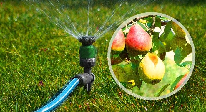 de appelboom water geven