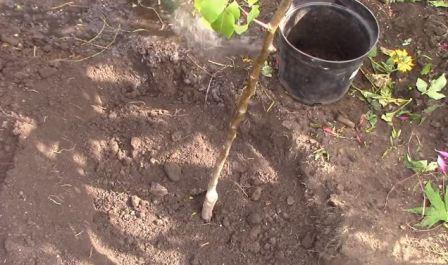 plantera päron