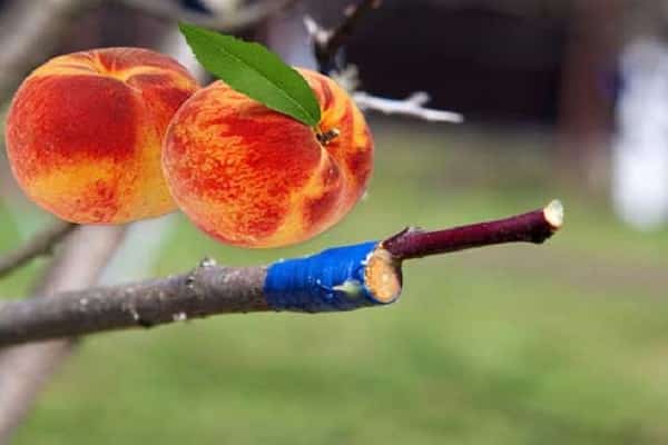 skiepyti persikai