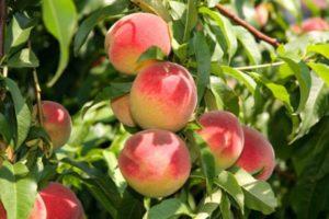 Vad kan ympas på en persika och hur korrekt, tidpunkten för spirande